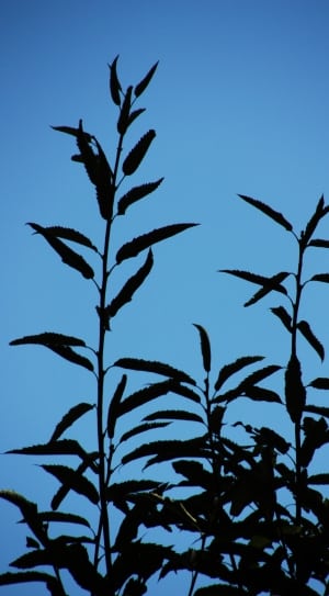 silhouette of plants thumbnail