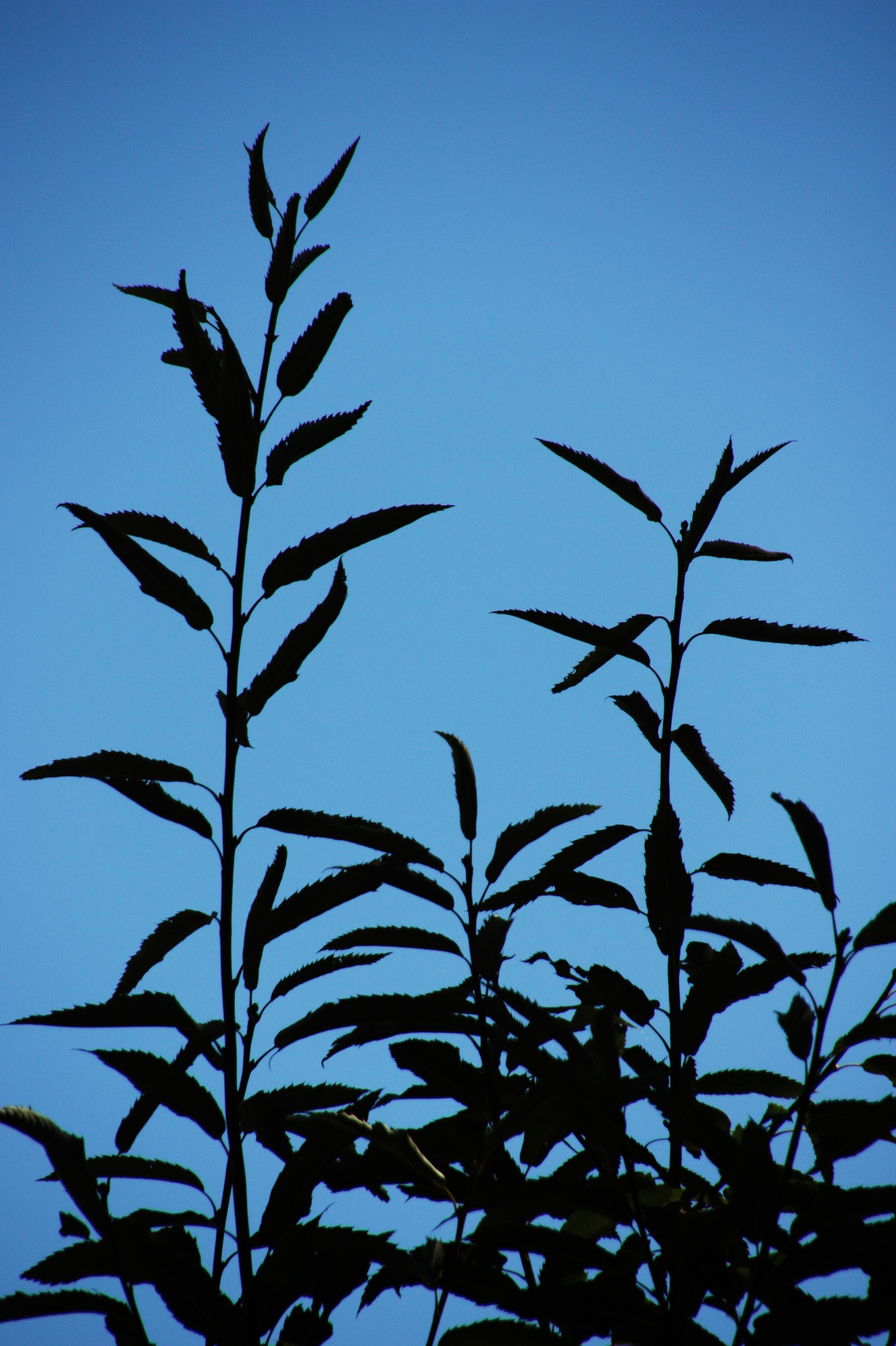 silhouette of plants