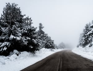 grayscale photography of road with snow and pine trees on side thumbnail