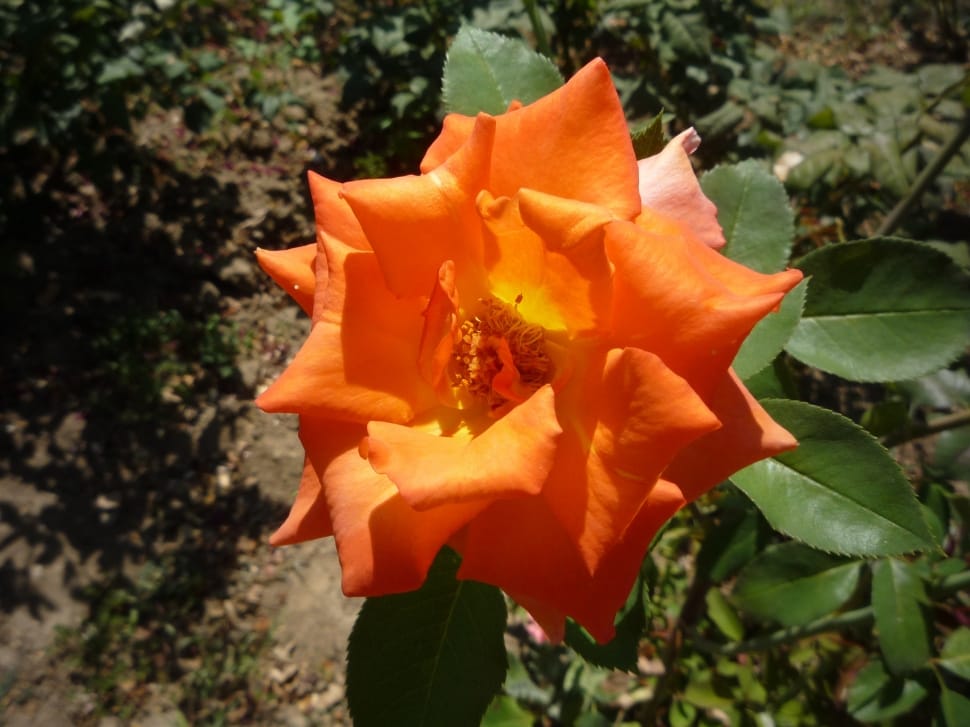orange poinsettia flower preview