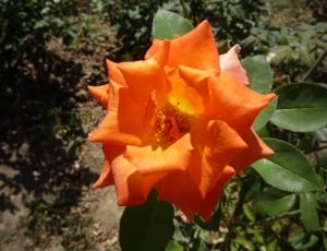 orange poinsettia flower thumbnail