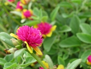 pink and white flowers with green leaves thumbnail