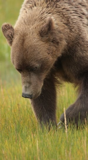 brown grizzle bear thumbnail