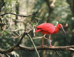 red long beck bird on tree branch thumbnail