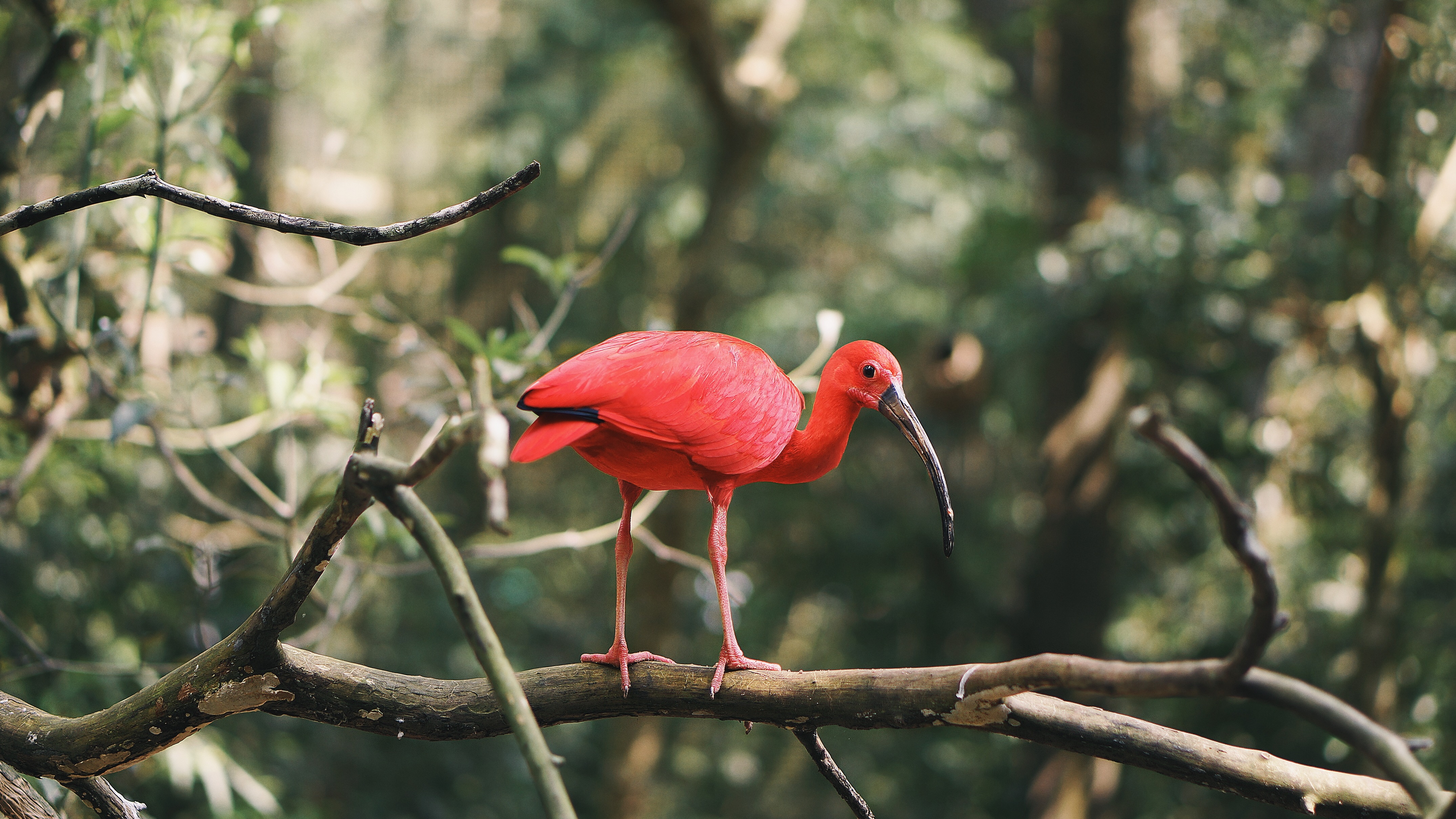 red long beck bird on tree branch