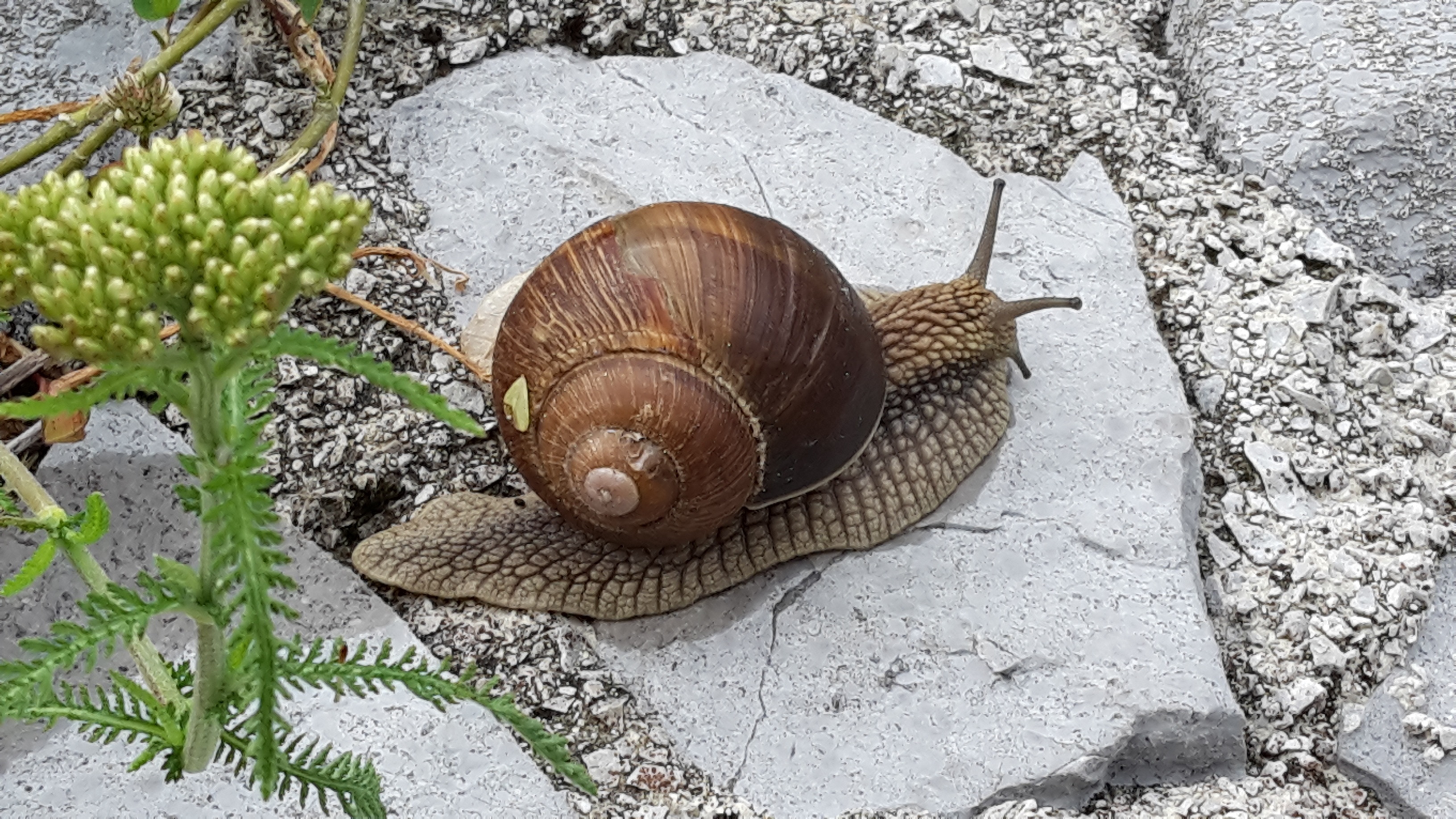 brown and beige snail