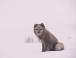 black wolf sitting on snow during daytime thumbnail