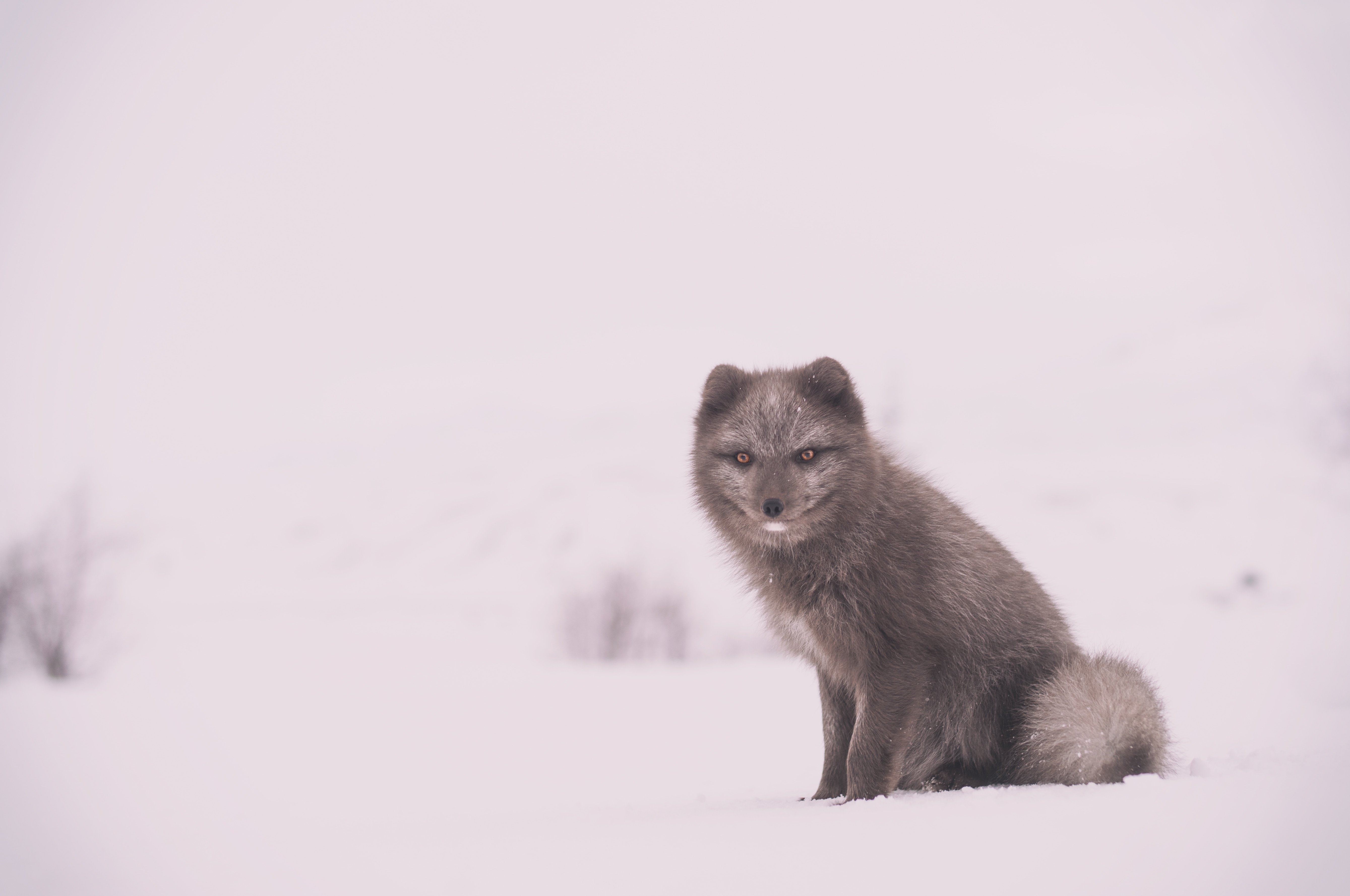 black wolf sitting on snow during daytime