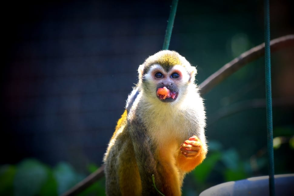 monkey photo preview