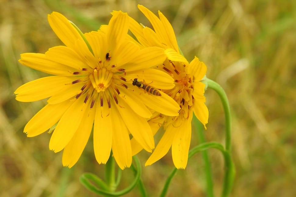 yellow coreopsis flowers preview