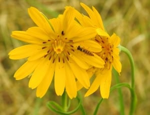 yellow coreopsis flowers thumbnail