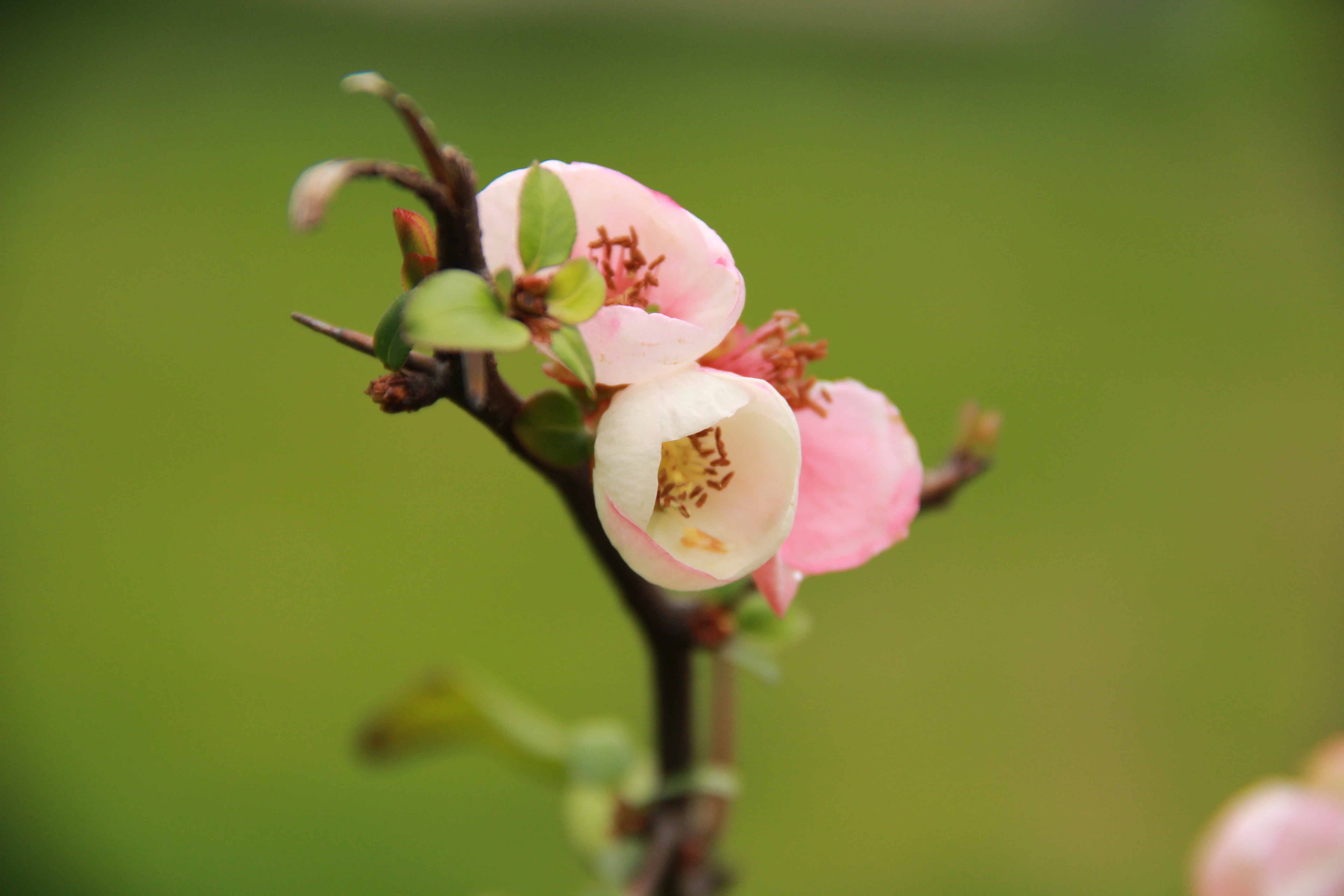 pink flower plant