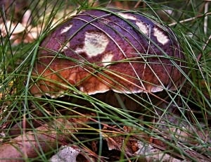 brown and white mushroom thumbnail