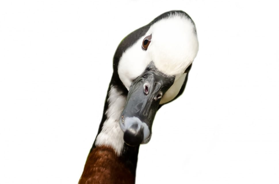 brown and white duck preview