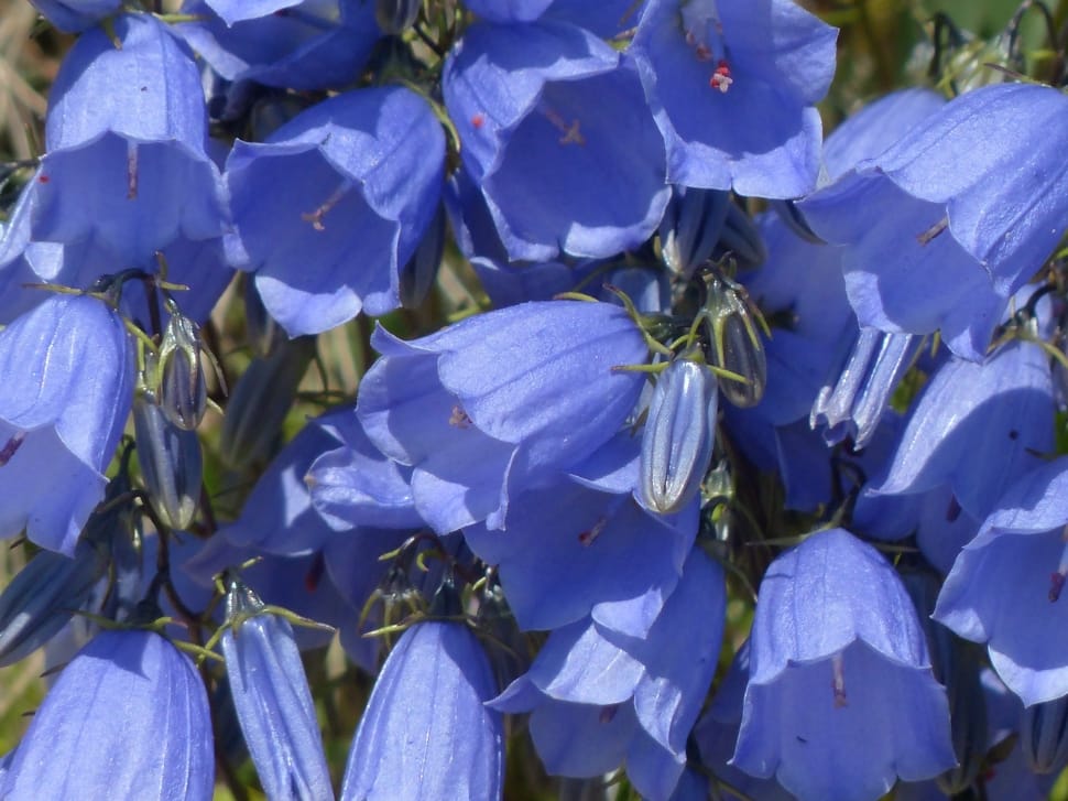 blue campanula flower preview