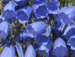 blue campanula flower thumbnail