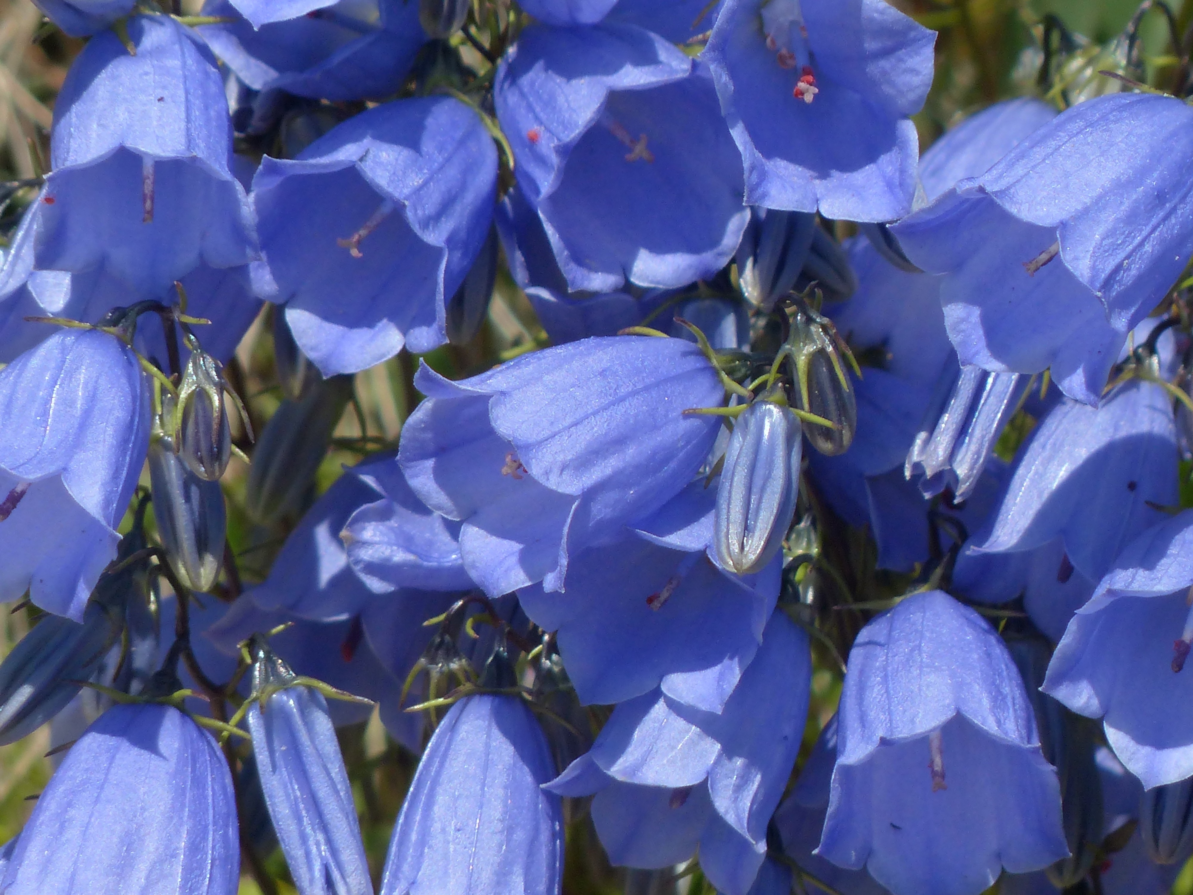 blue campanula flower