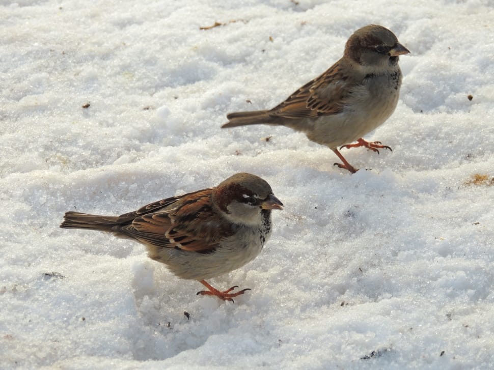 2 brown and white sparrows preview