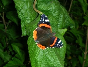 orange and black butterfly thumbnail