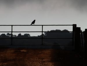 bird silhouette thumbnail