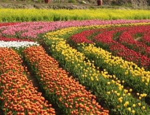 yellow red and orange tulips thumbnail
