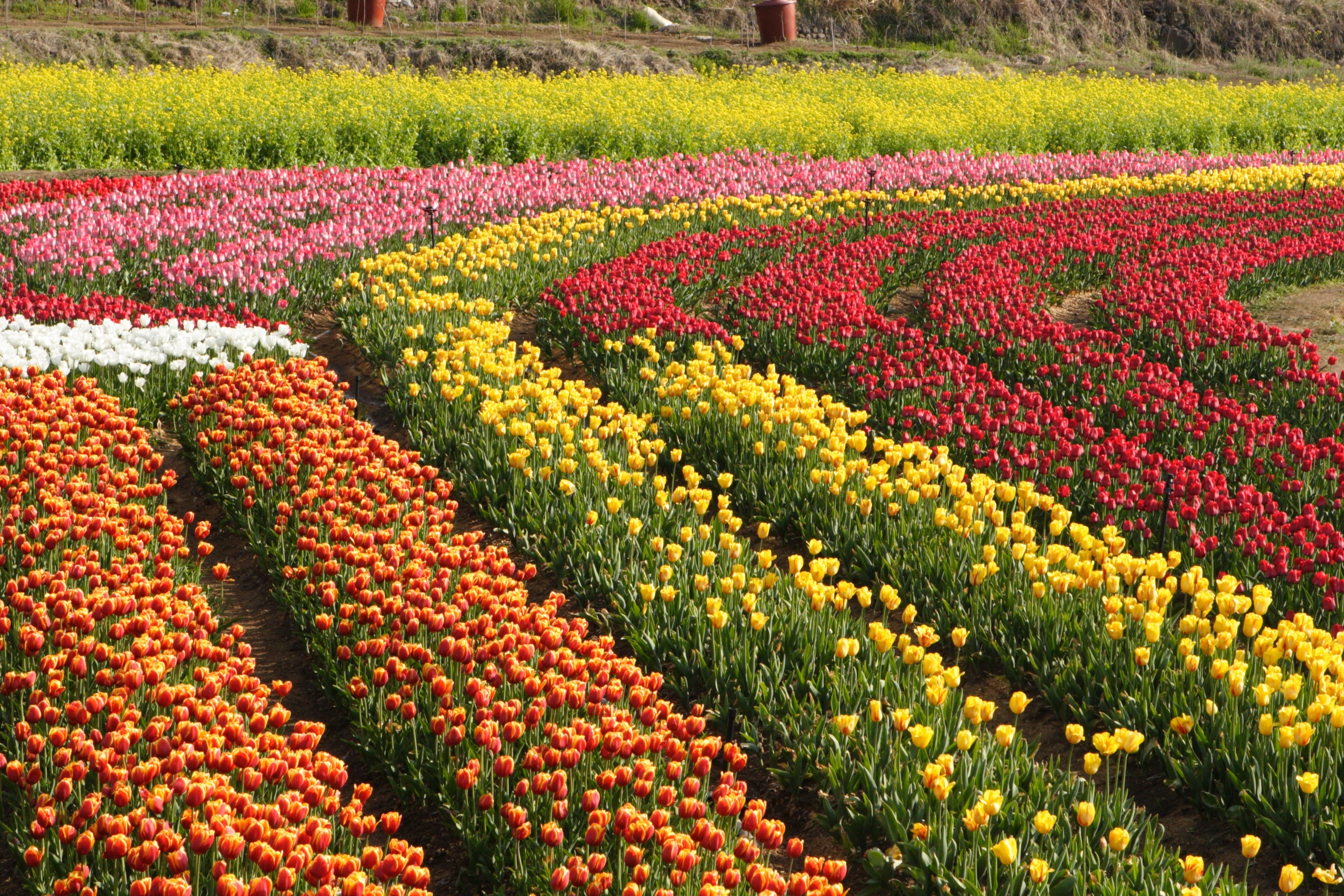 yellow red and orange tulips