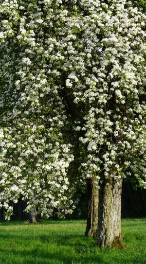 green and white flower tree thumbnail