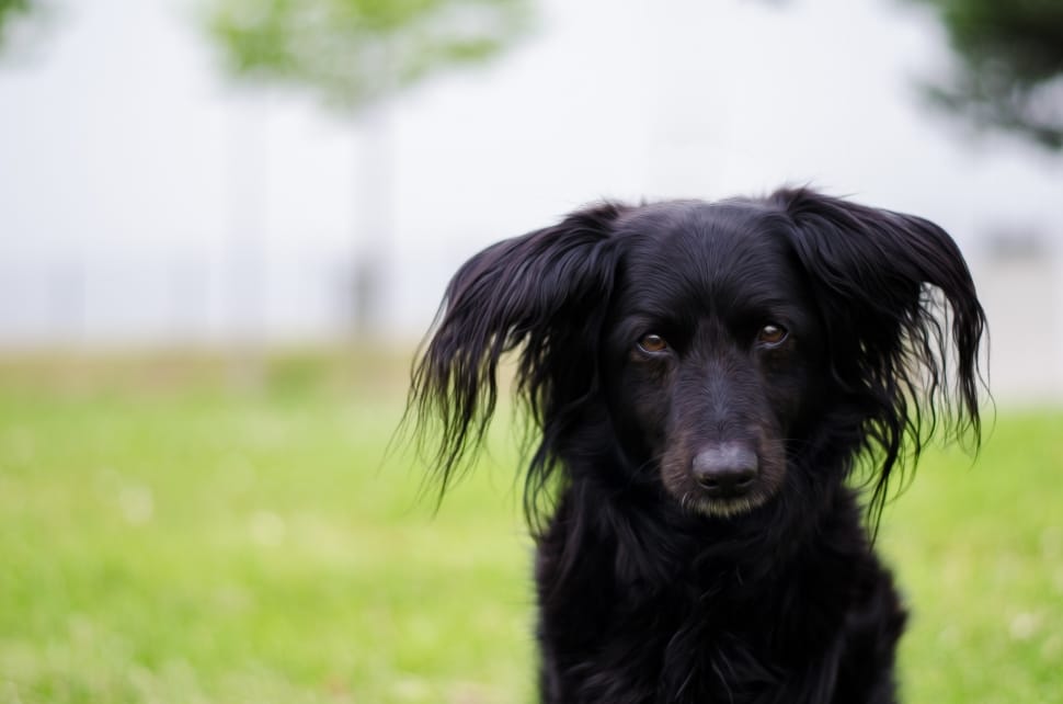 flat coated retriever preview