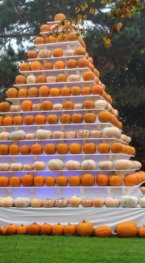 pumpkin lot in white wooden pyramid shelf thumbnail