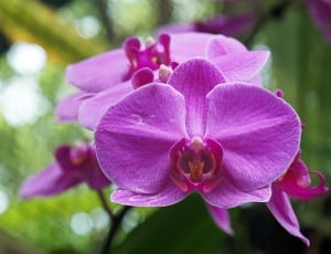 purple moth orchid thumbnail