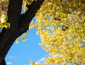 green leaf tree under blue sky during daytime thumbnail