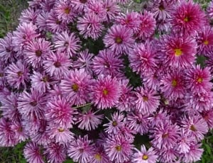 pink clustered petaled flower thumbnail