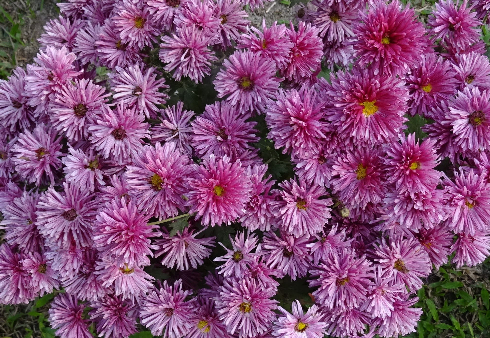 pink clustered petaled flower