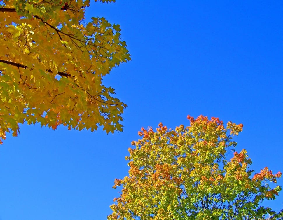 maple tree preview