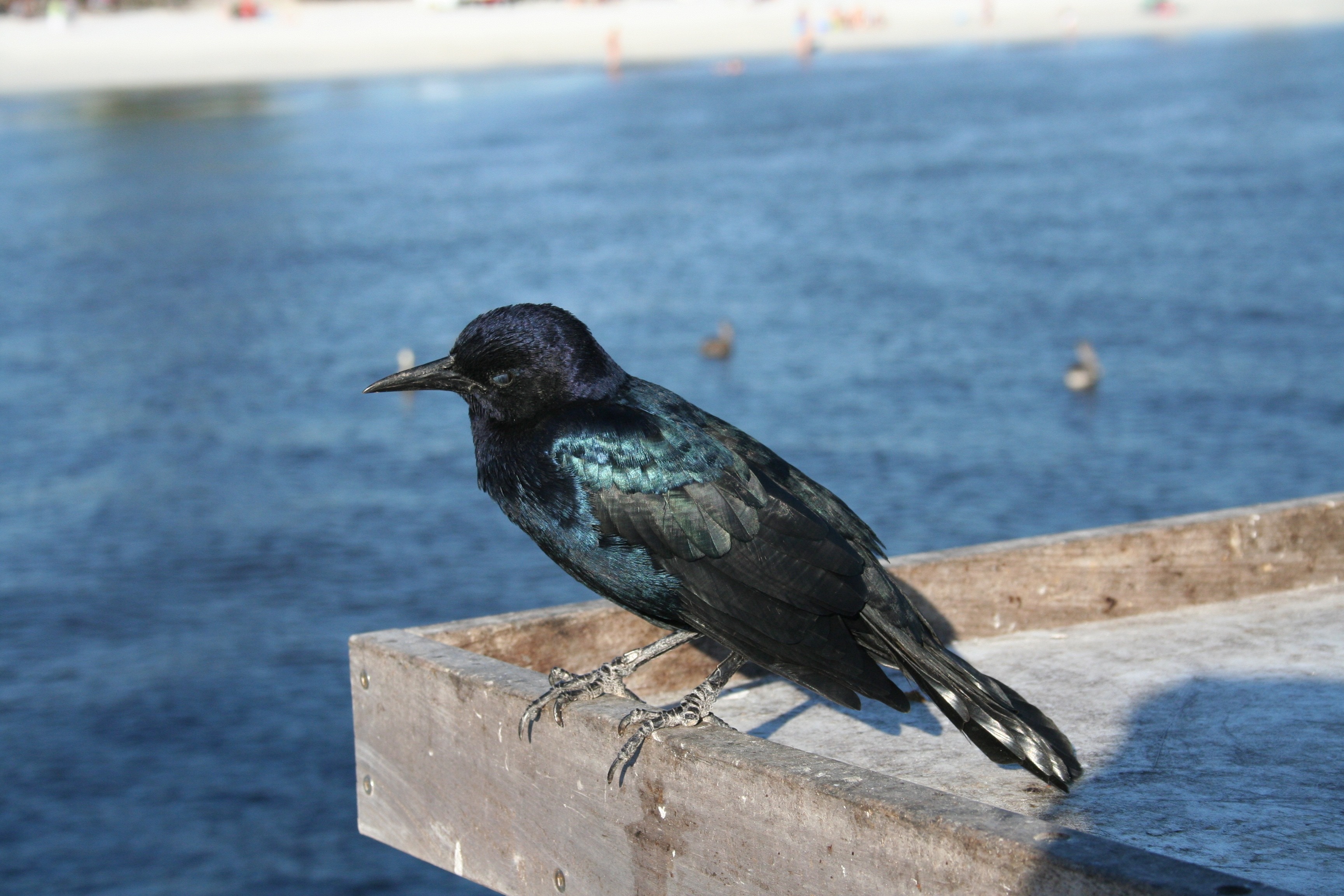 black and blue bird