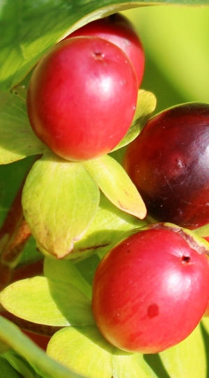 closeup photography of red fruits thumbnail