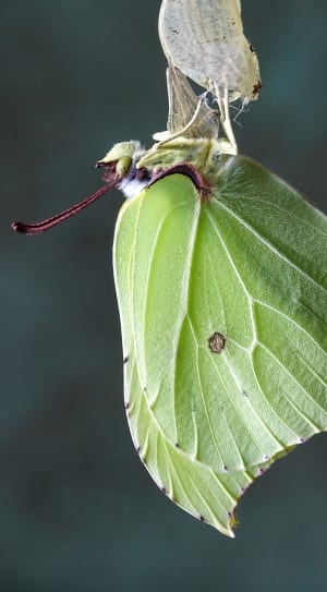 green  insect thumbnail