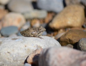 brown toad thumbnail
