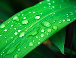 green leaf and water droplets thumbnail