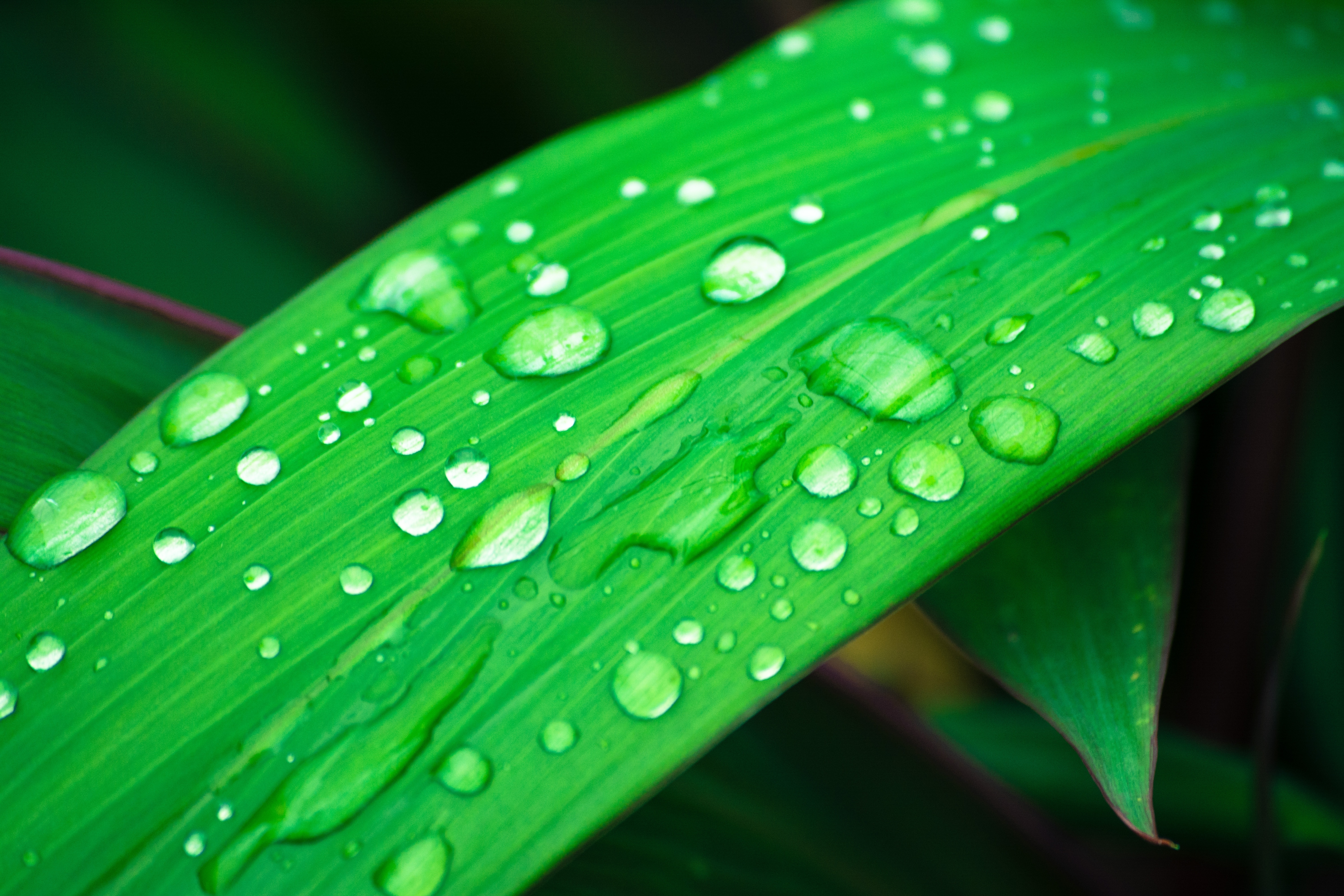green leaf and water droplets