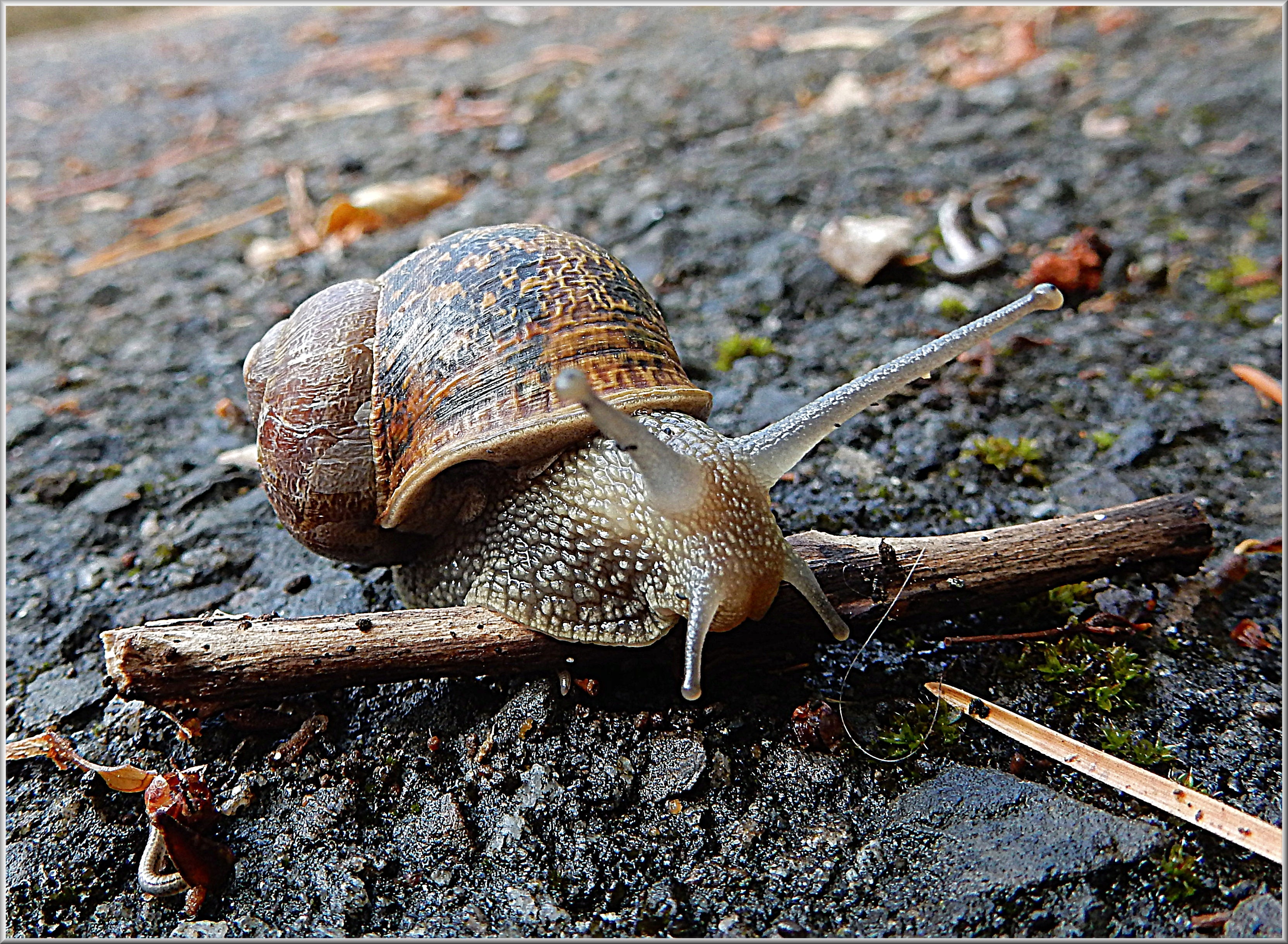brown garden snail