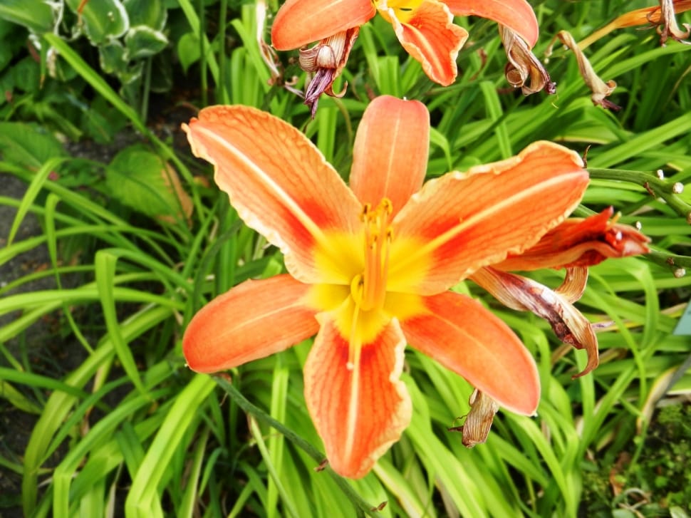 orange flower preview