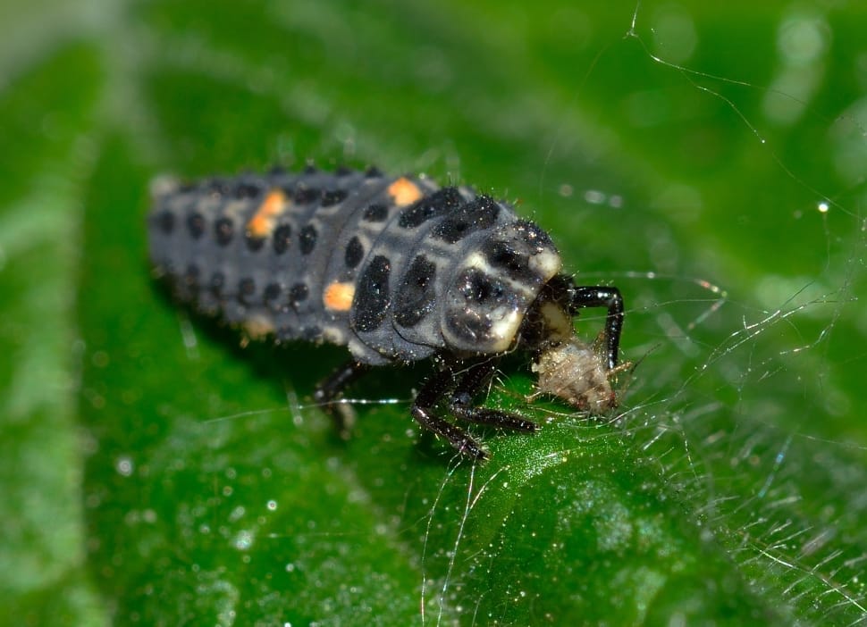 ladybug larvae preview