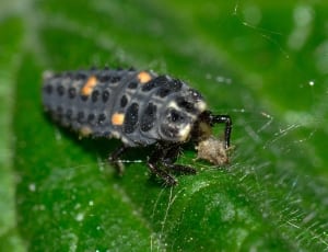 ladybug larvae thumbnail