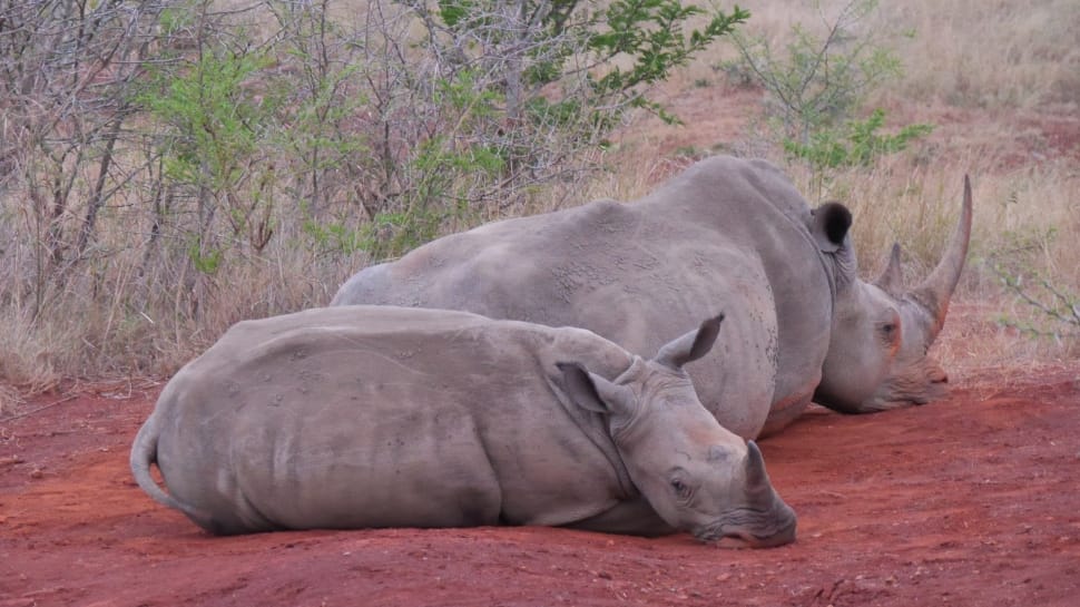 2 grey rhinoceros preview