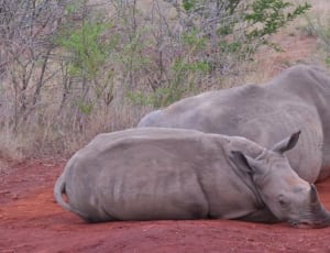 2 grey rhinoceros thumbnail