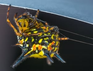 black yellow and orange spider thumbnail