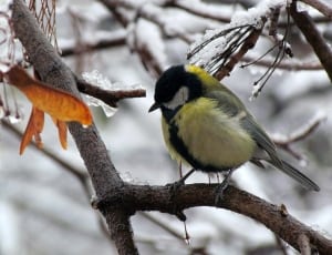 yellow black and gray bird thumbnail