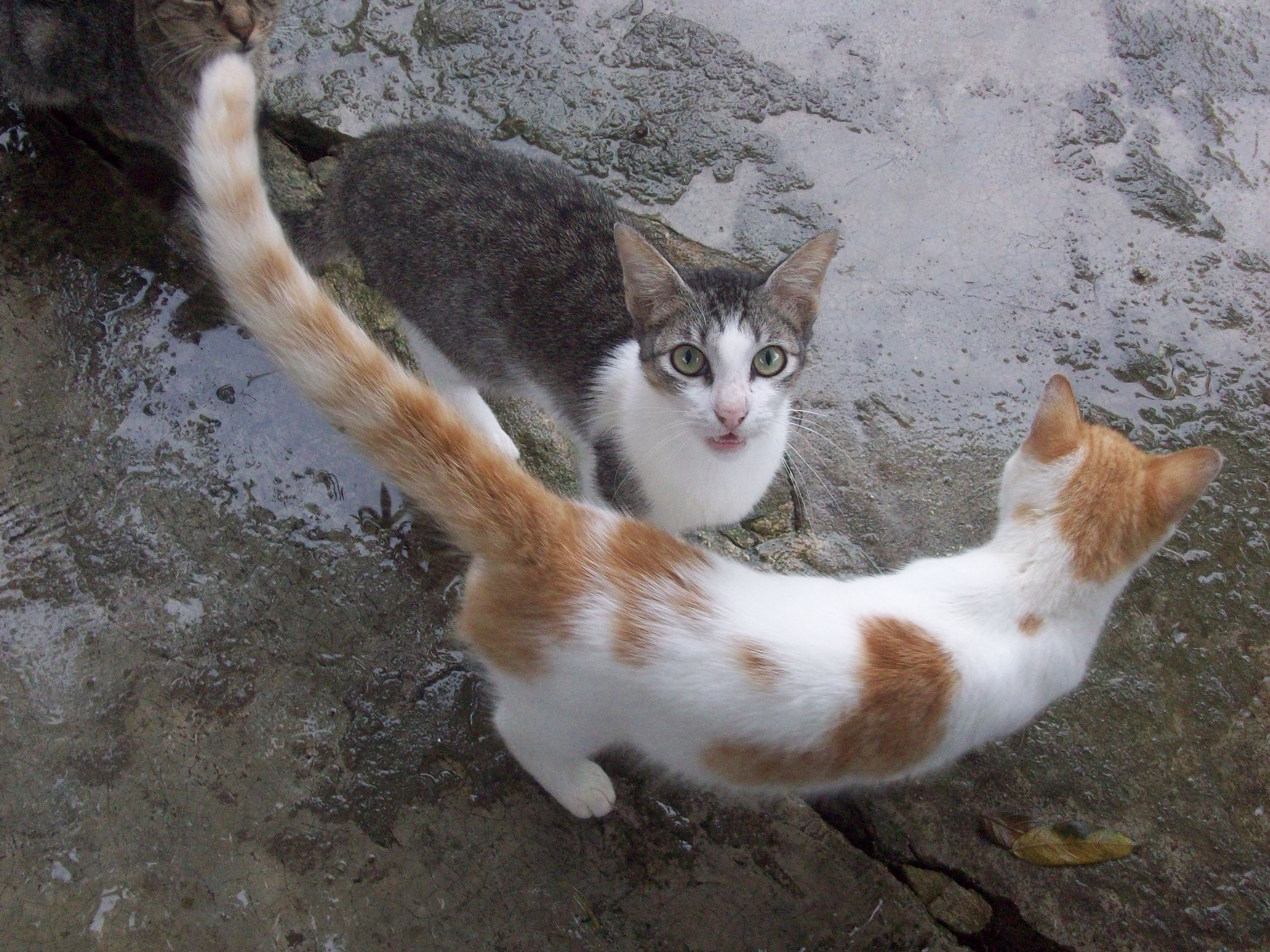 2 tabby cats