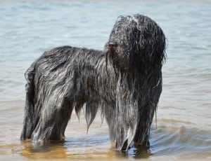 gray and black long coated dog thumbnail